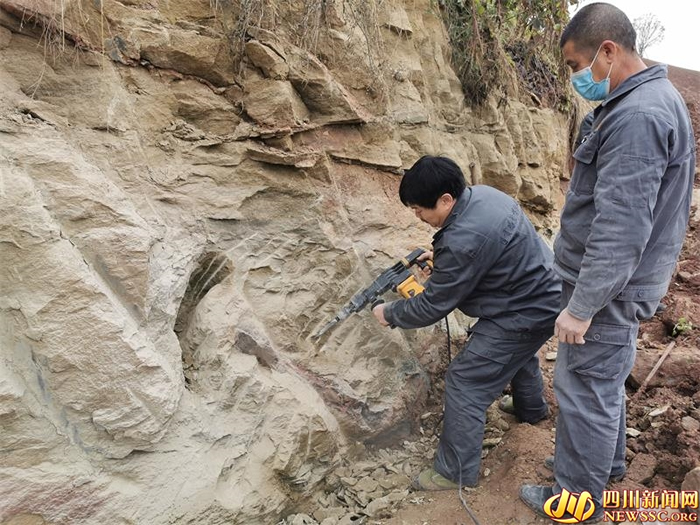 自贡市民散步发现恐龙化石 发掘确定系蜥脚类恐龙股骨
